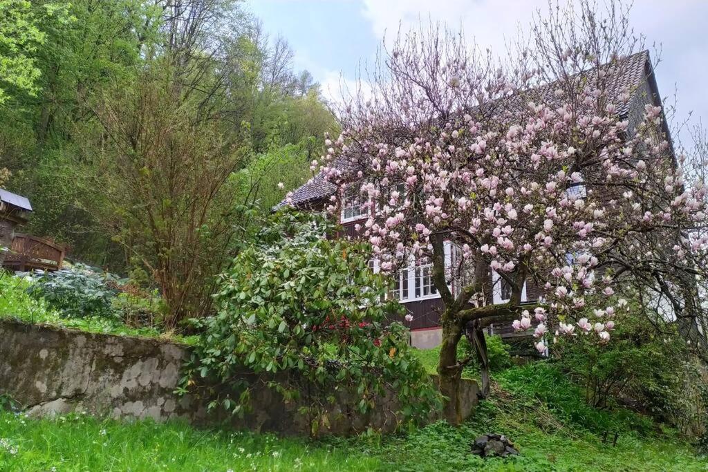 Haus Am Wald Zorge 16+ Gaeste Walkenried Eksteriør bilde